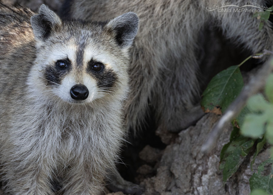 Pale Raccoon close up at Sequoyah NWR, Sequoyah National Wildlife Refuge, Oklahoma