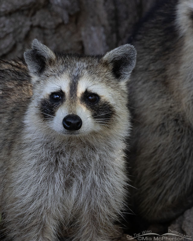 Pale young Raccoon portrait, Sequoyah National Wildlife Refuge, Oklahoma