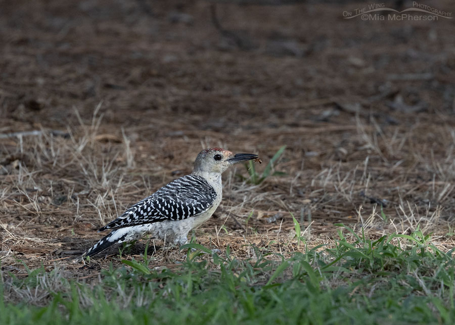 Hatch year Red-bellied Woodpecker, Sebastian County, Arkansas