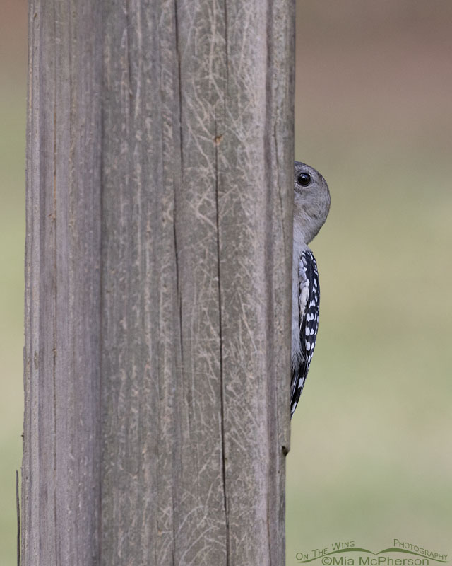 Peeking young Red-bellied Woodpecker, Sebastian County, Arkansas