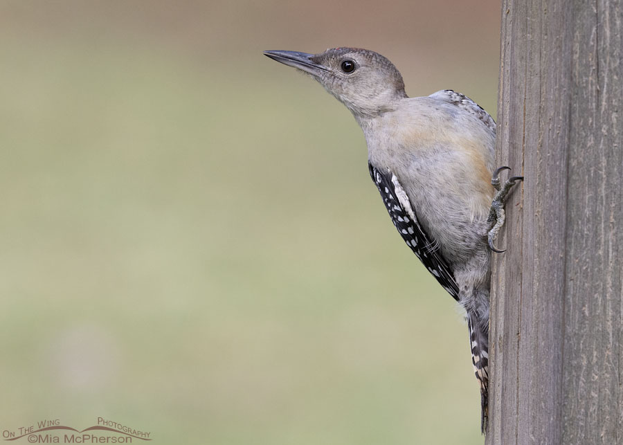 Young Red-bellied Woodpecker on a wooden post, Sebastian County, Arkansas