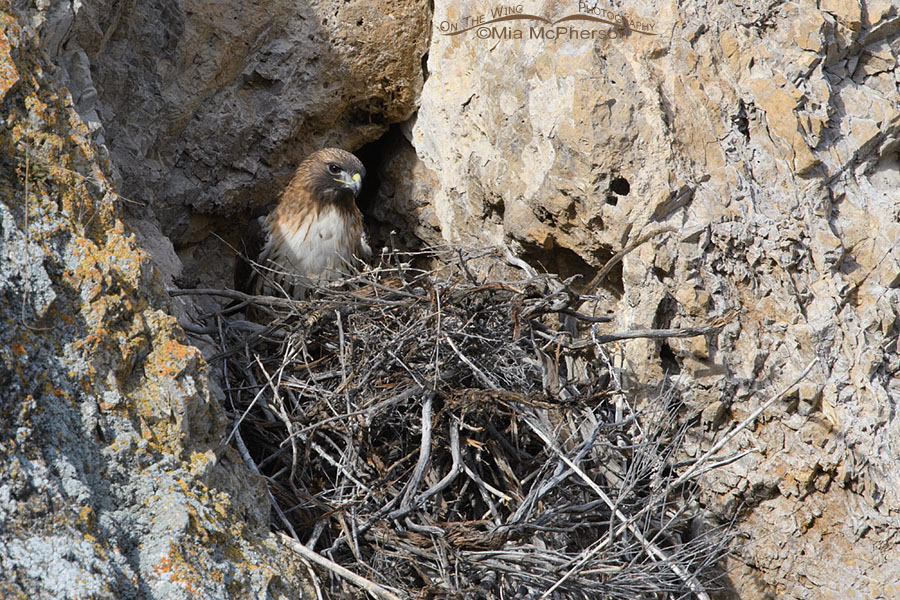 Adult Red-tailed Hawk nesting on a cliff, Box Elder County, Utah