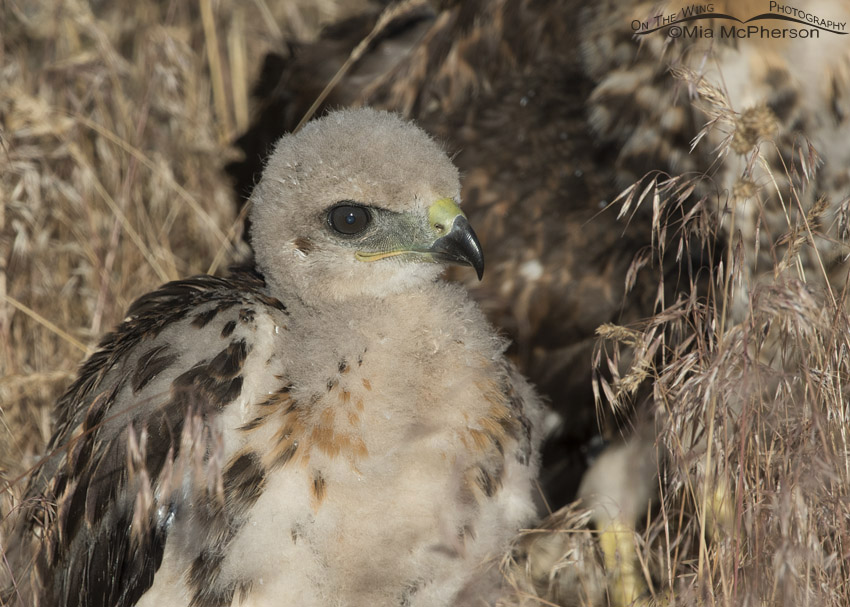 Red-tailed Hawk chick on the ground, Box Elder County, Utah