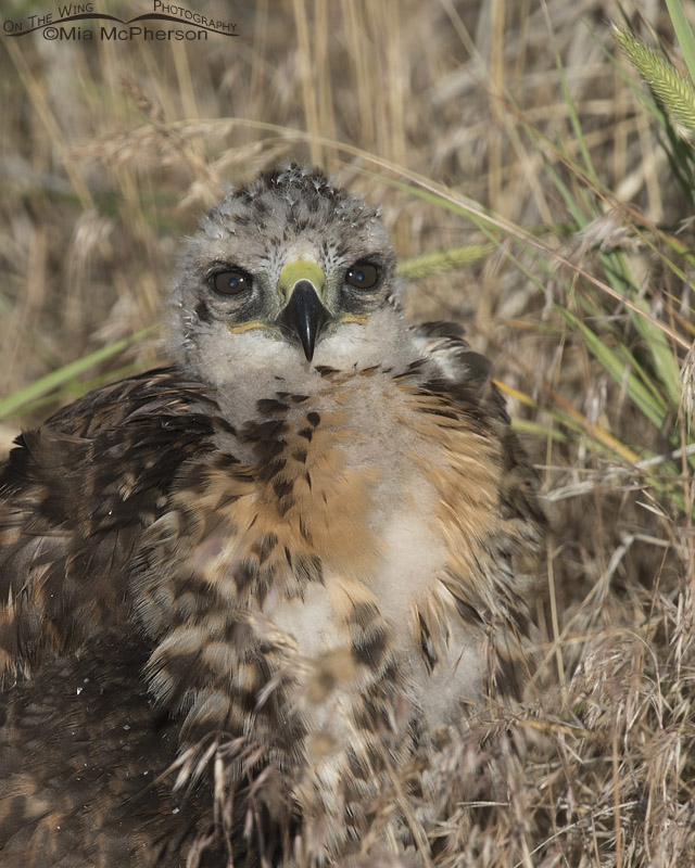 Fluffy Red-tailed Hawk chick, Box Elder County, Utah