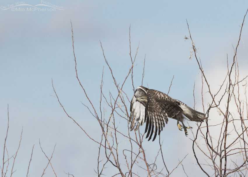 Immature Red-tailed Hawk right after lifting off, Box Elder County, Utah