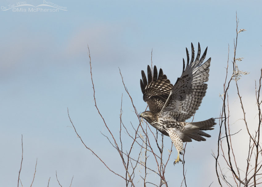 Immature Red-tailed Hawk taking flight in northern Utah, Box Elder County