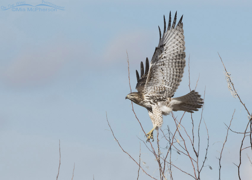 Immature Red-ailed Hawk gaining altitude in flight, Box Elder County, Utah