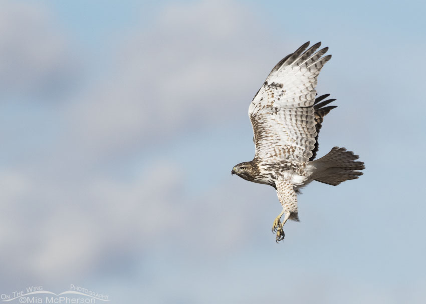 Immature Red-tailed Hawk in flight with a pastel colored sky, Box Elder County, Utah