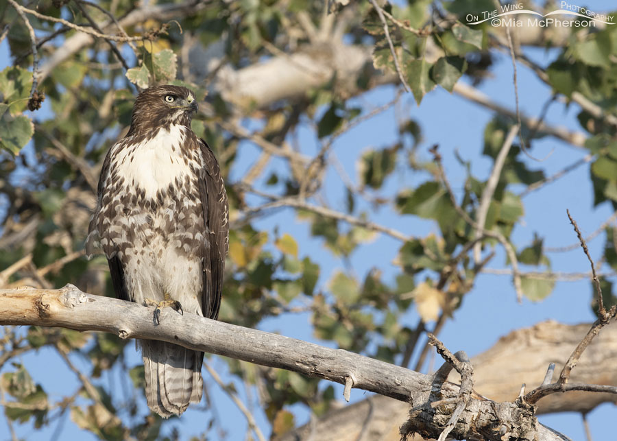 Immature Red-tailed Hawk at rest, Farmington Bay WMA, Davis County, Utah