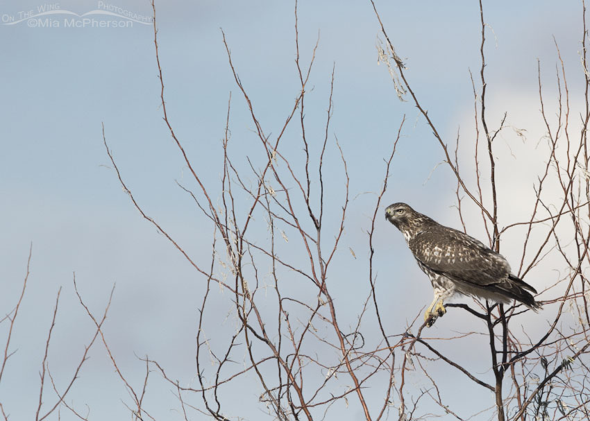 Immature Red-tailed Hawk perched on a thin branch, Box Elder County, Utah