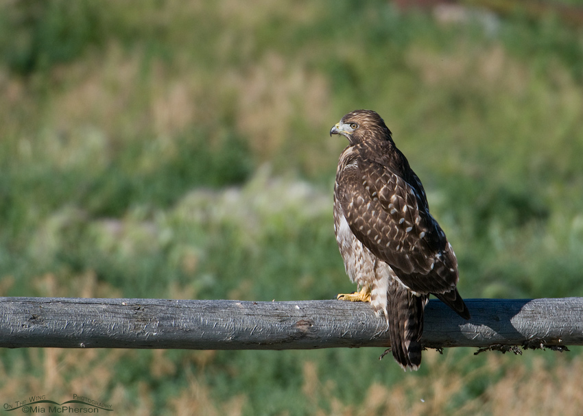 Juvenile Red-tailed Hawk perched on an old fence rail, Centennial Valley, Beaverhead County, Montana