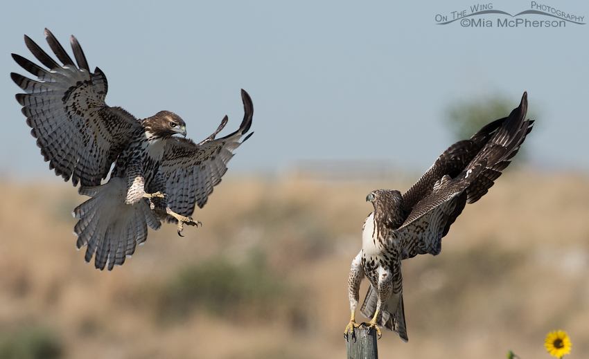 Fighting Red-tailed Hawk juveniles, Farmington Bay WMA, Davis County, Utah