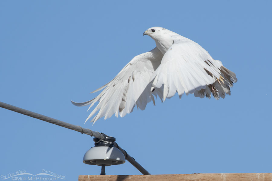 Leucistic Red-tailed Hawk lifting off from a power pole, Tooele County, Utah