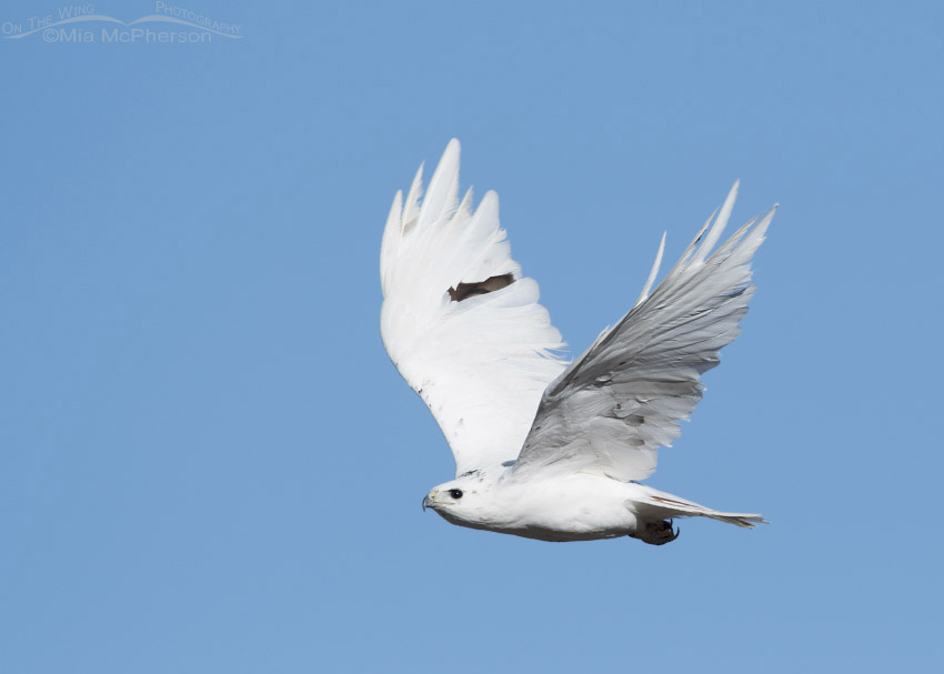 Leucistic Red-tailed Hawk adult in flight, Tooele County, Utah