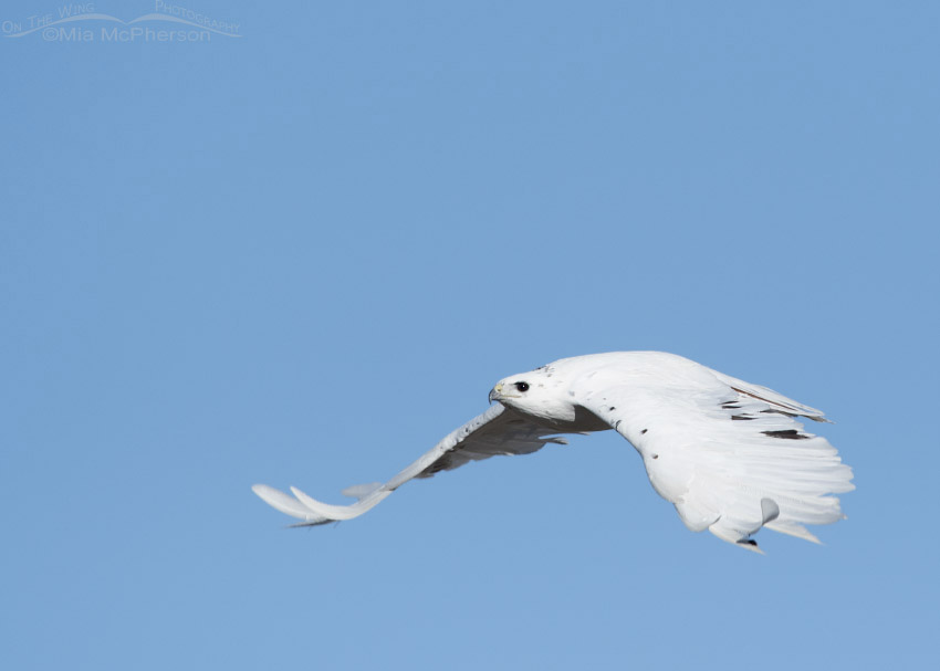 Flying leucistic Red-tailed Hawk, Tooele County, Utah