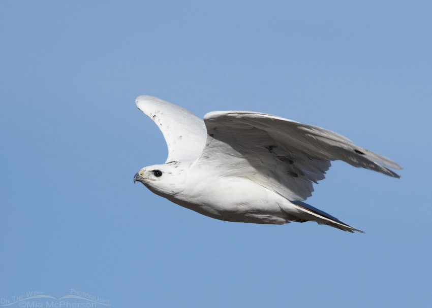 Leucistic Red-tailed Hawk adult flying by, Tooele County, Utah