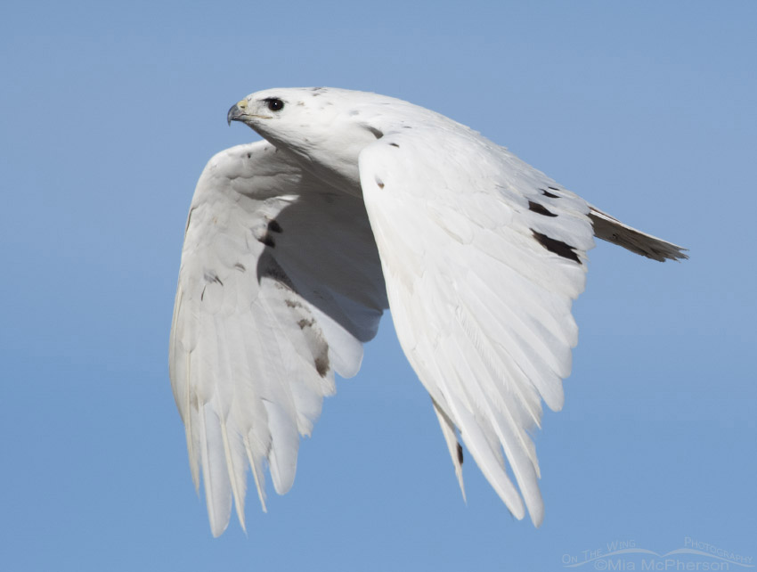 Close up of leucistic Red-tailed Hawk in flight, Tooele County, Utah