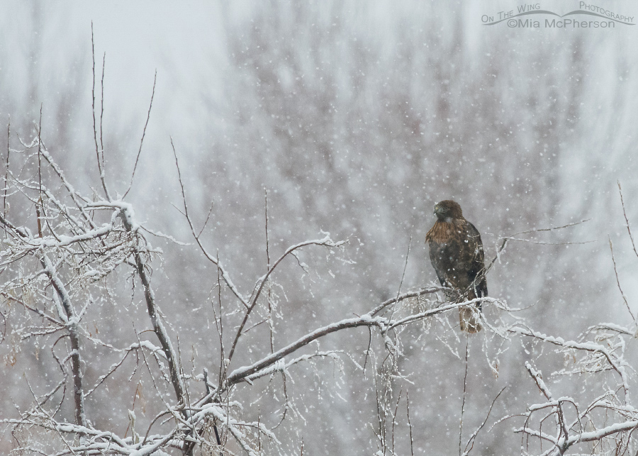 Perched Red-tailed Hawk in a snow storm, Farmington Bay WMA, Davis County, Utah