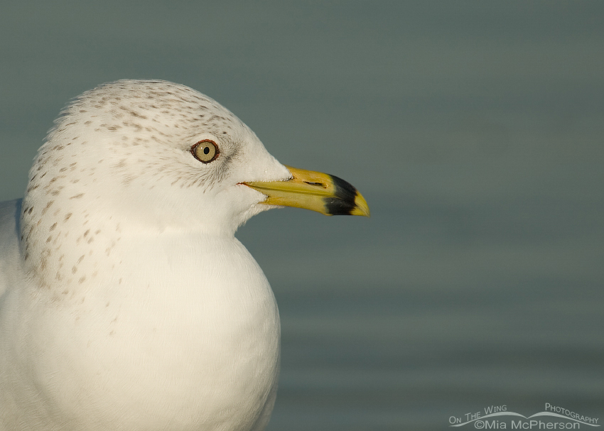 Ring-billed Gull close up, Fort De Soto County Park, Pinellas County, Florida