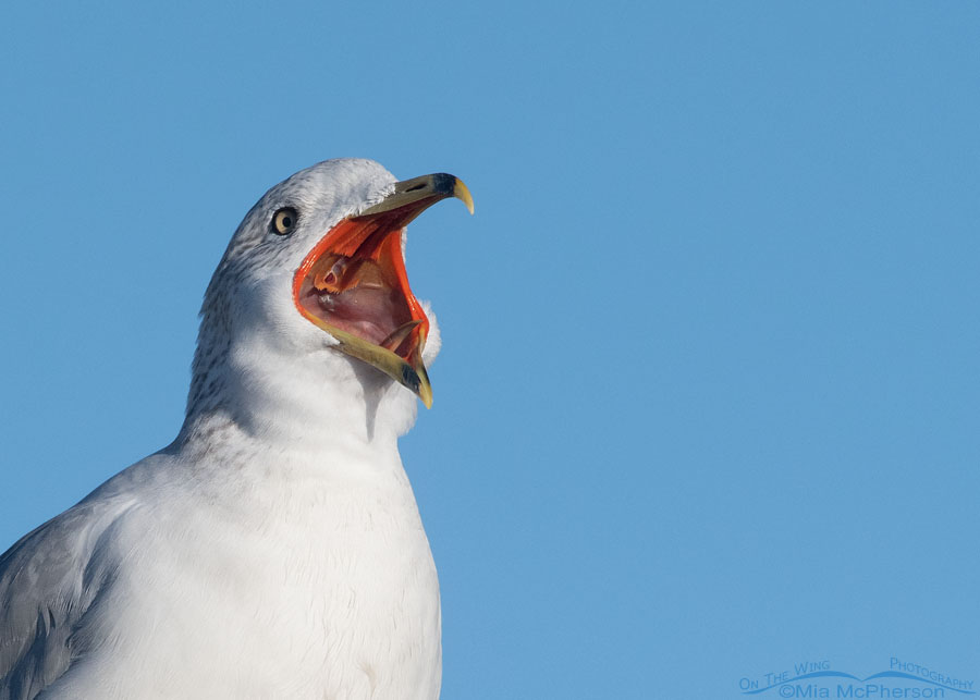 Inside view of a Ring-billed Gull's bill, Farmington Bay WMA, Davis County, Utah