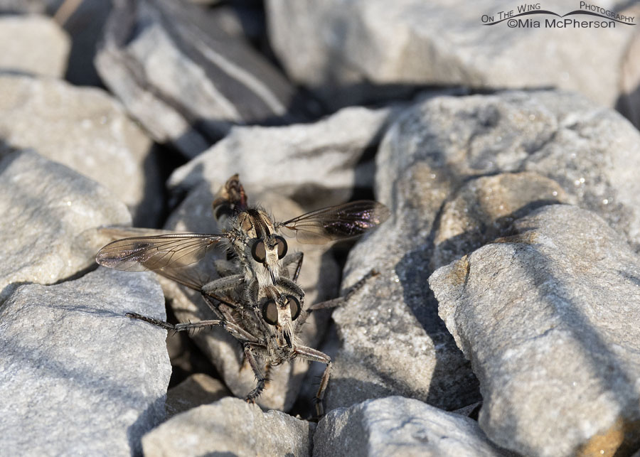 Mating Robber Flies at Sequoyah NWR, Sequoyah National Wildlife Refuge, Oklahoma