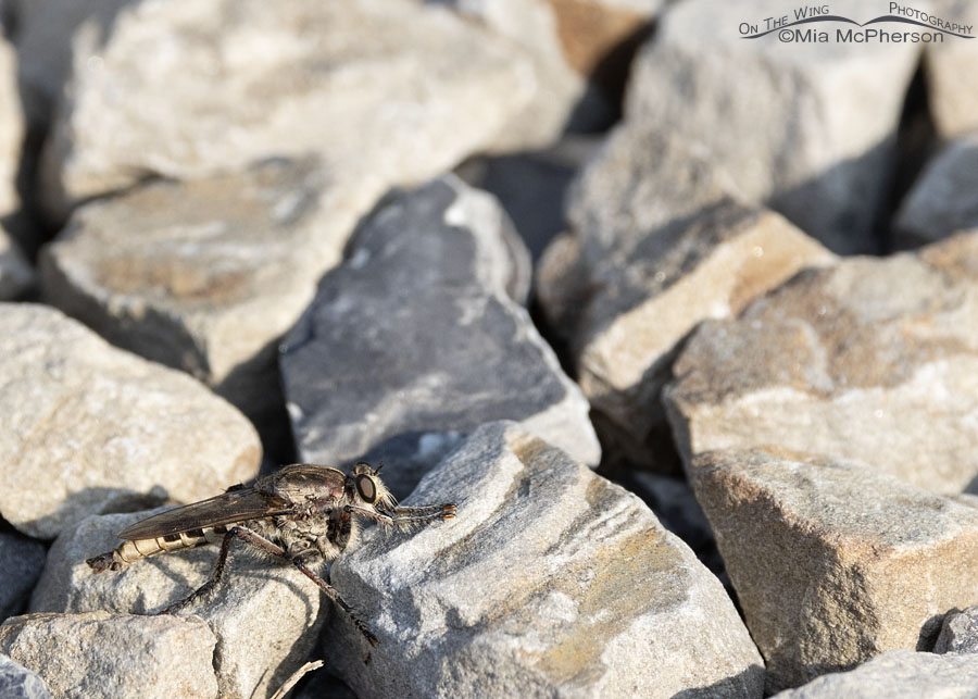 Robber Fly resting on gravel, Sequoyah National Wildlife Refuge, Oklahoma