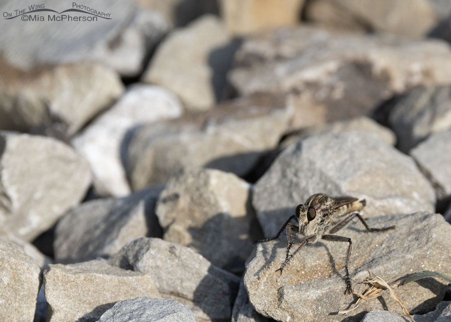 Adult Robber Fly at Sequoyah NWR, Sequoyah National Wildlife Refuge, Oklahoma