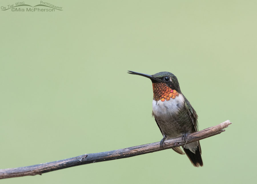 Adult male Ruby-throated Hummingbird chirping, Sebastian County, Arkansas