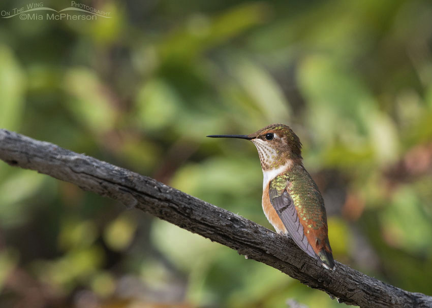 Perched immature Rufous Hummingbird, Wasatch Mountains, Morgan County, Utah