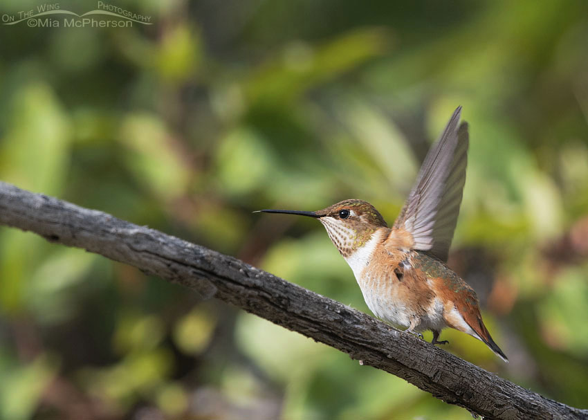 Immature Rufous Hummingbird lifting off, Wasatch Mountains, Morgan County, Utah