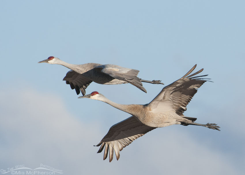 Pair of Sandhill Cranes in flight during spring migration, Bicknell Bottoms Wildlife Management Area, Wayne County, Utah