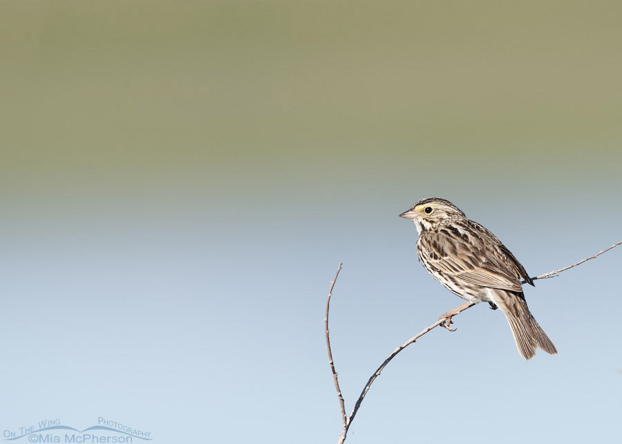 Adult Savannah Sparrow in the Centennial Valley of Montana