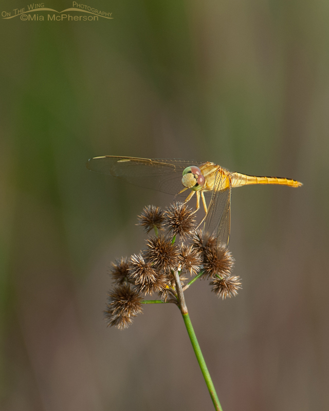 Scarlet Skimmer female, Roosevelt Wetland, Pinellas County, Florida