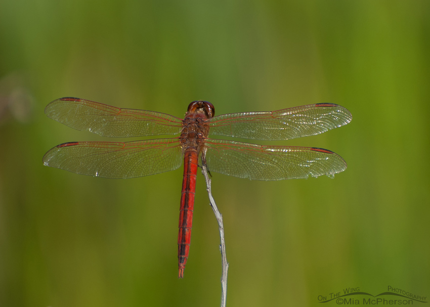 Scarlet Skimmer male, Sawgrass Lake Park, Pinellas County, Florida