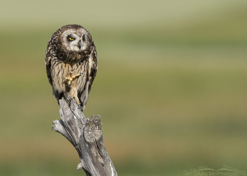 Female Short-eared Owl with open talons, Box Elder County, Utah