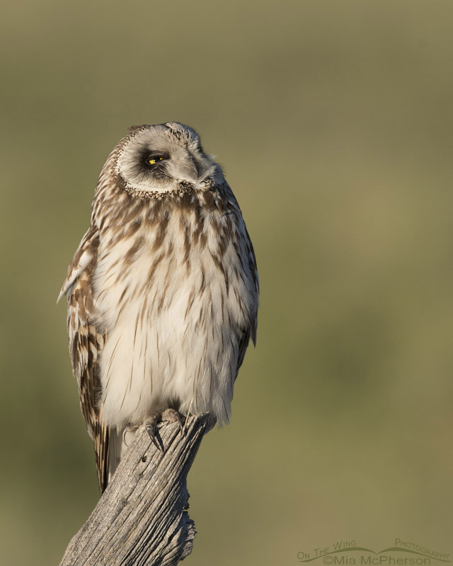 Adult male Short-eared Owl looking up, Box Elder County, Utah