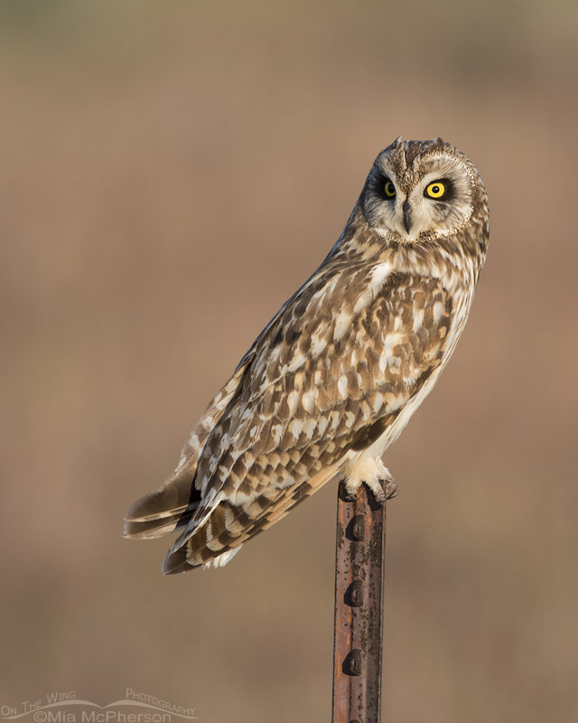 Adult male Short-eared Owl on a rusty metal post, Box Elder County, Utah