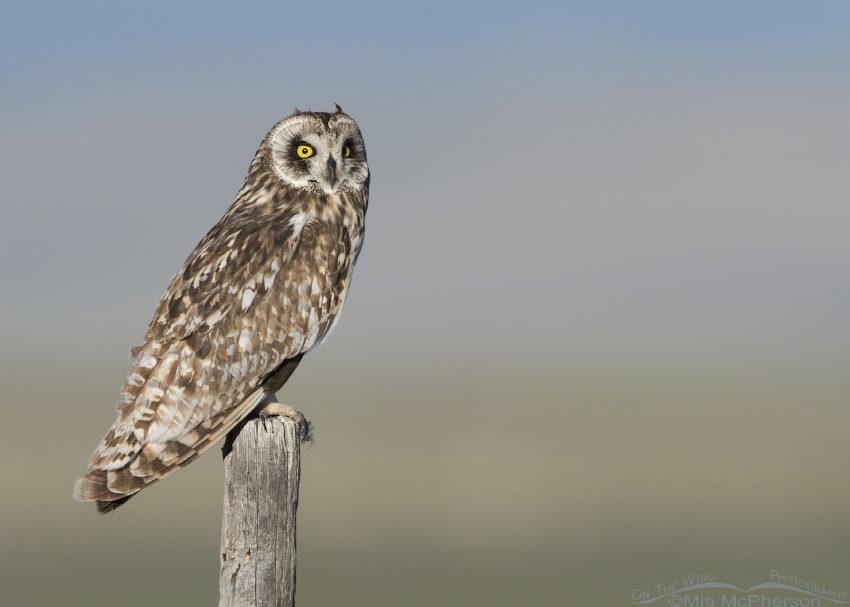 Centennial Valley Short-eared Owl male, Centennial Valley, Beaverhead County, Montana