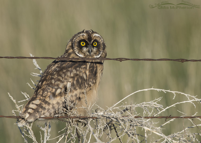 Short-eared Owl chick on a barbed wire fence, Box Elder County, Utah