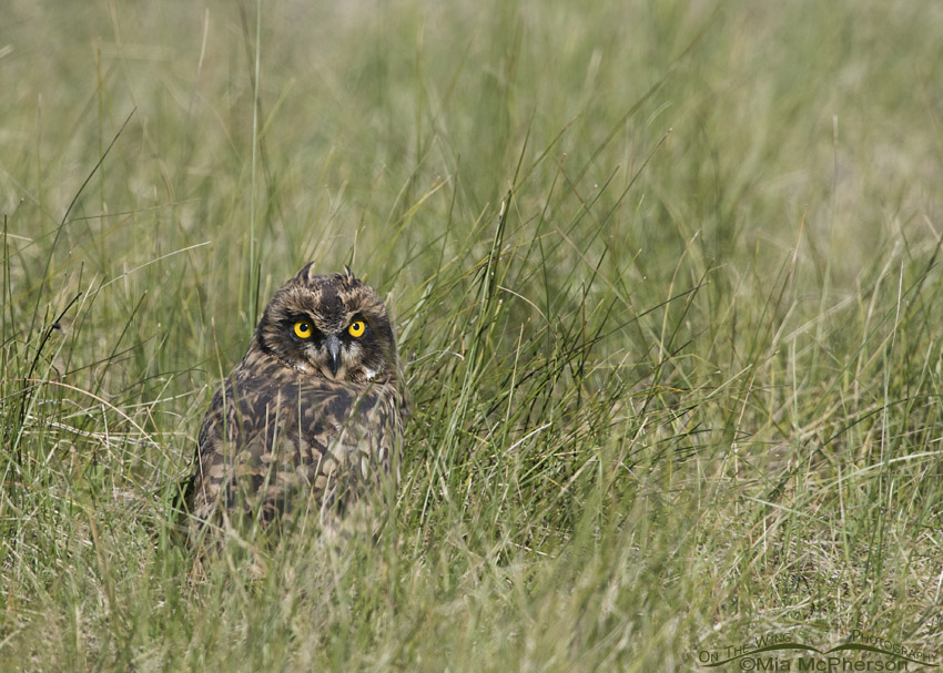 Beaverhead County Short-eared Owl chick, Centennial Valley, Beaverhead County, Montana