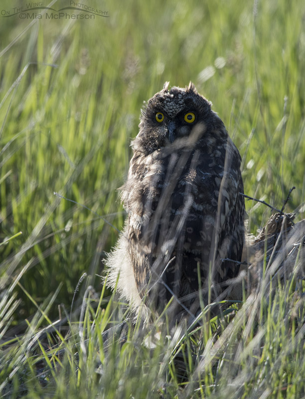 Very young Short-eared Owl chick, Box Elder County, Utah