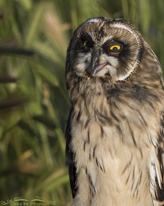 Short-eared Owl fledgling fluttering its gular sac, Box Elder County, Utah