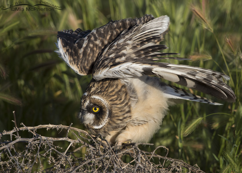 Fledgling Short-eared Owl lifting its wings, Box Elder County, Utah