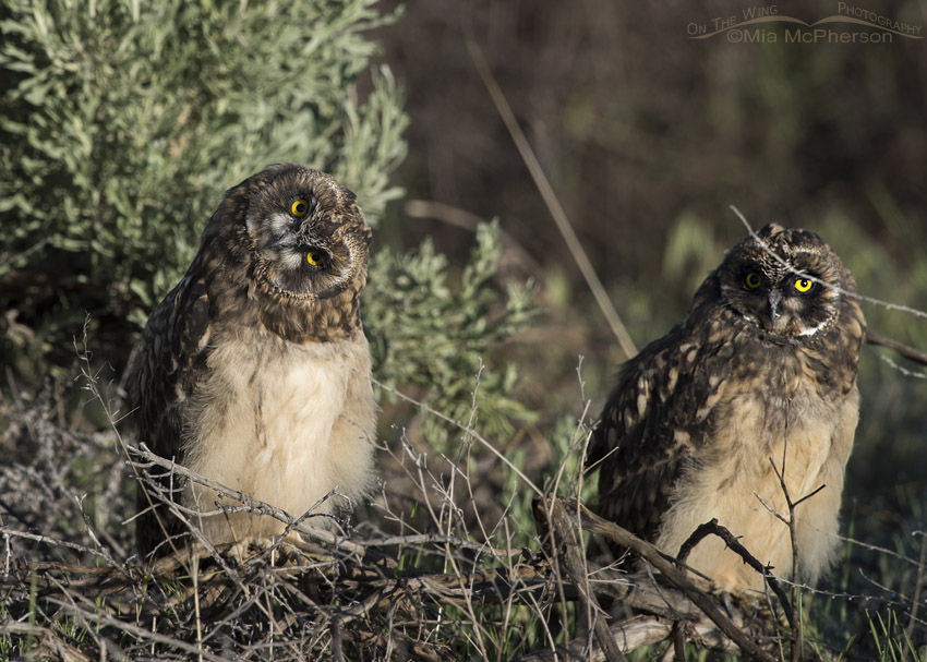 Short-eared Owl chicks in morning light, Box Elder County, Utah