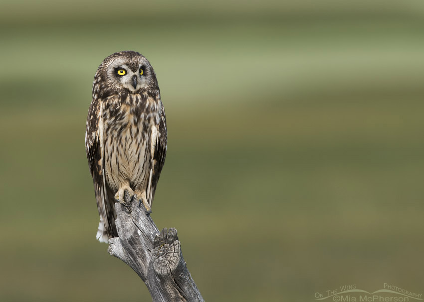 Female Short-eared Owl in front of a pasture, Box Elder County, Utah