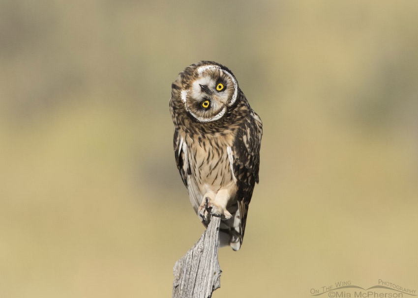 Short-eared Owl fledgling takes parallaxing to the extreme, Box Elder County, Utah