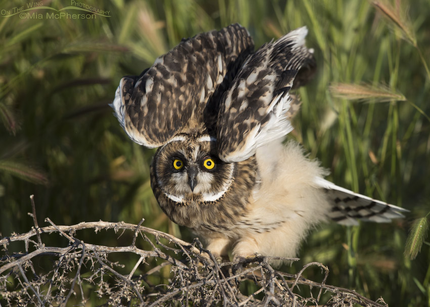 Fledgling Short-eared Owl stretching, Box Elder County, Utah