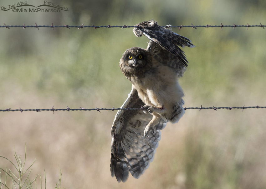 Short-eared Owl fledgling caught on barbed wire, Box Elder County, Utah