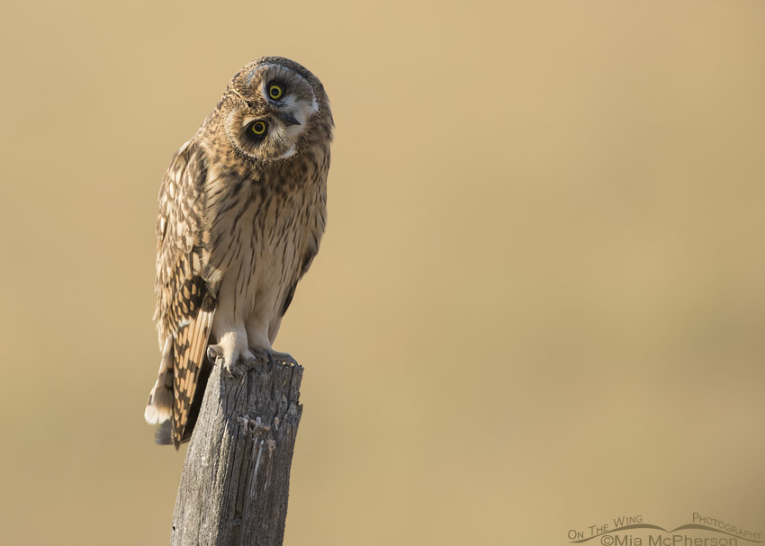 Side lit juvenile Short-eared Owl, Box Elder County, Utah