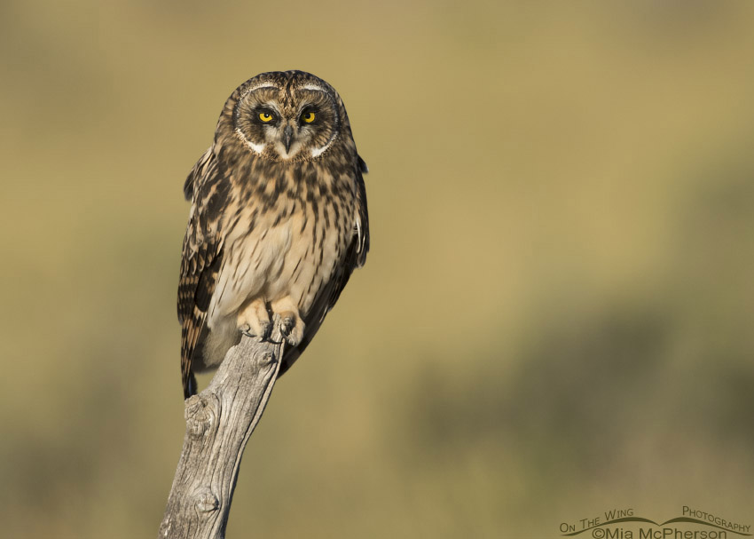 Fledgling Short-eared Owl perched on a gnarly post, Box Elder County, Utah